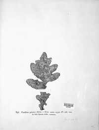Fusidium griseum image